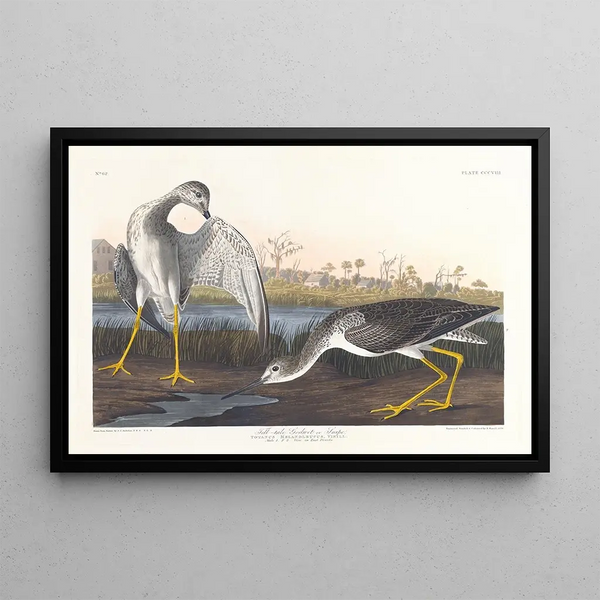 Barge à queue noire ou bécassine - John James Audubon — quadro incorniciato alla parete