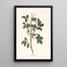 Paruline del Tennessee - John James Audubon — quadro incorniciato alla parete