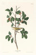 Paruline del Tennessee - John James Audubon — vista dell’opera