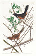 Bruant à gorge rousse - John James Audubon — vista dell’opera