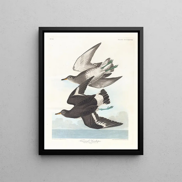 John James Audubon - Townsends sandpiper.webp