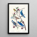 Paruline di Townsend, Merlebleu arctico, Merlebleu di Ovest - John James Audubon — quadro incorniciato alla parete