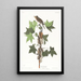 Moucherolle de Traill - John James Audubon — quadro incorniciato alla parete