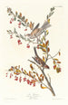 Riproduzione del dipinto Bruant des arbres - John James Audubon