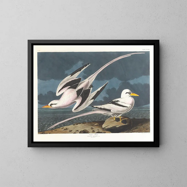 Oiseau tropical - John James Audubon — quadro incorniciato alla parete