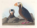 Macareux corno - John James Audubon — vista dell’opera