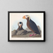 Macareux corno - John James Audubon — quadro incorniciato alla parete