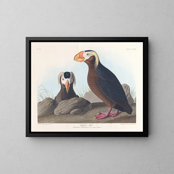Macareux corno - John James Audubon — quadro incorniciato alla parete