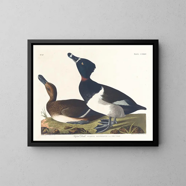 Fuligule milouin - John James Audubon — quadro incorniciato alla parete