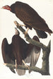 Urubu à tête rouge - John James Audubon — vista dell’opera