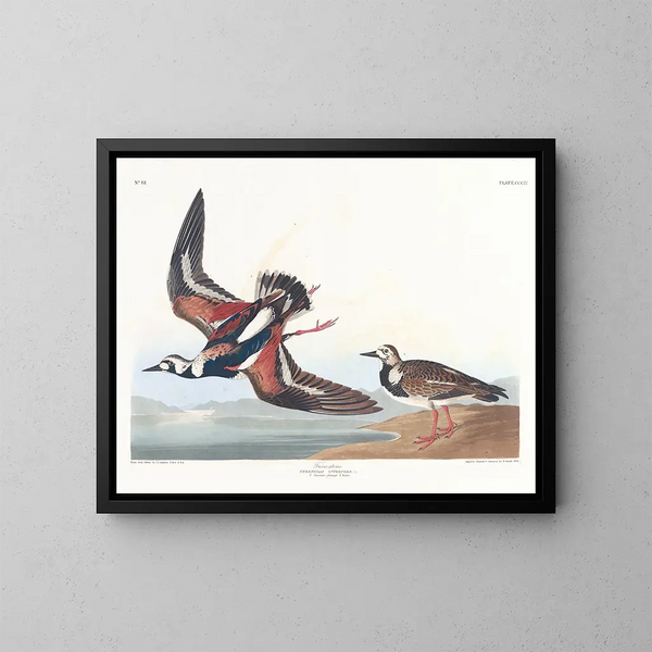 Bécasseau à collier - John James Audubon — quadro incorniciato alla parete