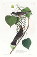 Moucherolle tyran - John James Audubon — vista dell’opera