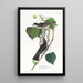 Moucherolle tyran - John James Audubon — quadro incorniciato alla parete