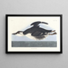 Uria brunnichii - John James Audubon — quadro incorniciato alla parete