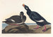 Canard di velluto - John James Audubon — vista dell’opera