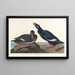 Canard di velluto - John James Audubon — quadro incorniciato alla parete
