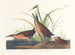 Râle de Virginie - John James Audubon — vista dell’opera