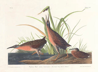 John James Audubon - Virginia rail.webp