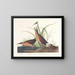 Râle de Virginie - John James Audubon — quadro incorniciato alla parete