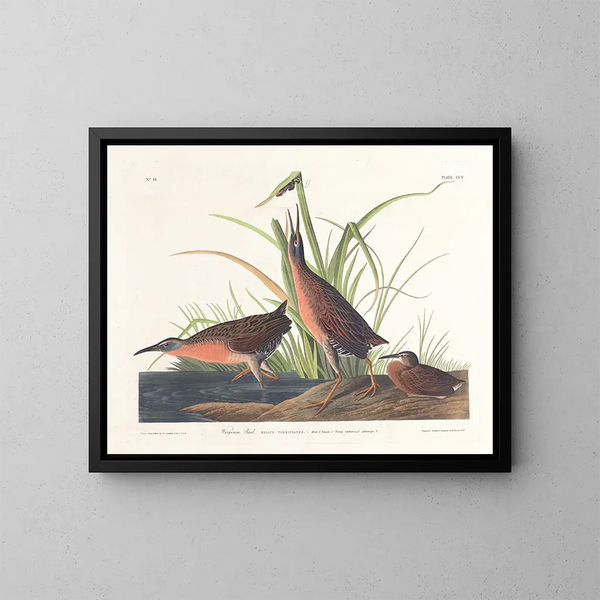 Râle de Virginie - John James Audubon — quadro incorniciato alla parete