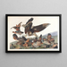 Perdrix de Virginie - John James Audubon — quadro incorniciato alla parete