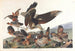 Perdrix de Virginie - John James Audubon — vista dell’opera