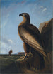 Aigle de mer de Washington - John James Audubon — vista dell’opera