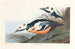Cigno occidentale - John James Audubon — vista dell’opera
