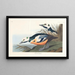 Cigno occidentale - John James Audubon — quadro incorniciato alla parete