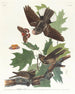 Engoulevent bois-pourri - John James Audubon — vista dell’opera