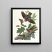 Engoulevent bois-pourri - John James Audubon — quadro incorniciato alla parete