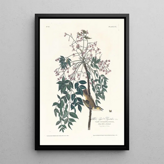 John James Audubon - White eyed flycatcher.webp