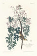 Moucherolle à yeux blancs - John James Audubon — vista dell’opera