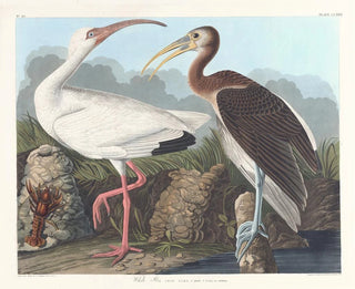Ibis bianco - John James Audubon — vista dell’opera