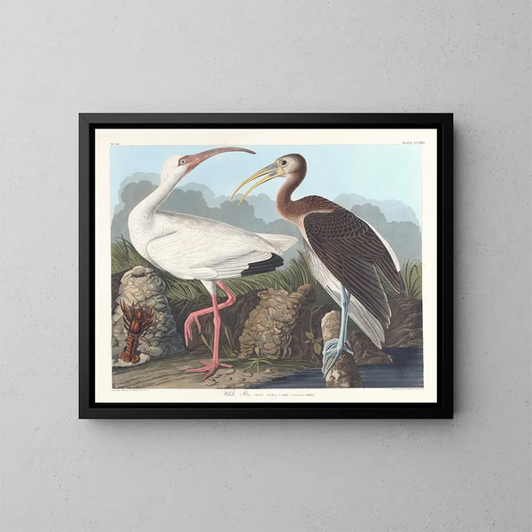 Ibis bianco - John James Audubon — quadro incorniciato alla parete