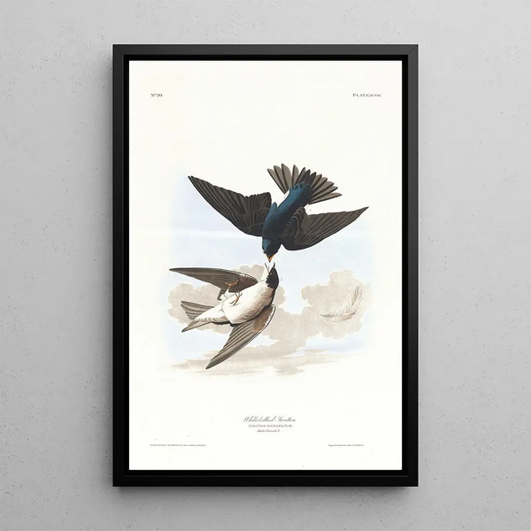 John James Audubon - Whitebellied swallow.webp