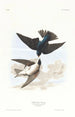 Hirondelle à ventre blanc - John James Audubon — vista dell’opera