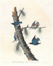 Sittelle à poitrine blanche - John James Audubon — vista dell’opera