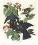 Pigeon à couronne blanche - John James Audubon — vista dell’opera