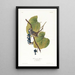 Bruant à couronne blanche - John James Audubon — quadro incorniciato alla parete