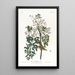 Moucherolle ou viréo à yeux blancs - John James Audubon — quadro incorniciato alla parete