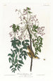 Moucherolle ou viréo à yeux blancs - John James Audubon — vista dell’opera