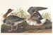 Oca a fronte bianco - John James Audubon — vista dell’opera
