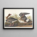 Oca a fronte bianco - John James Audubon — quadro incorniciato alla parete