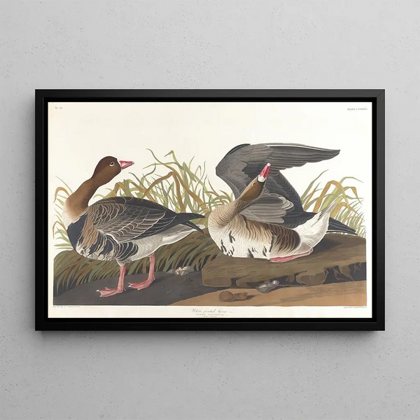 Oca a fronte bianco - John James Audubon — quadro incorniciato alla parete