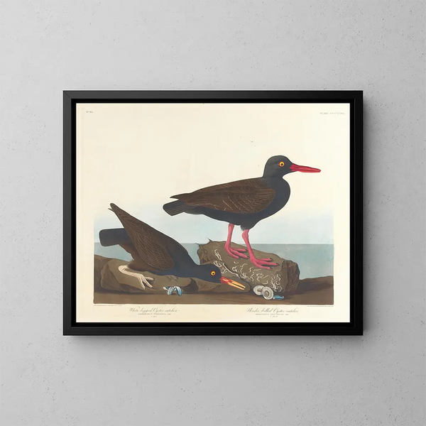 Huîtrier à pattes blanches Huîtrier à bec fin - John James Audubon — quadro incorniciato alla parete