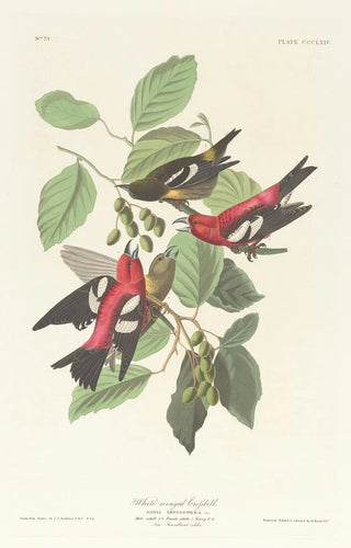 John James Audubon - Whitewinged crossbill.webp
