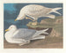 Gabbiano reale con ali bianche - John James Audubon — vista dell’opera
