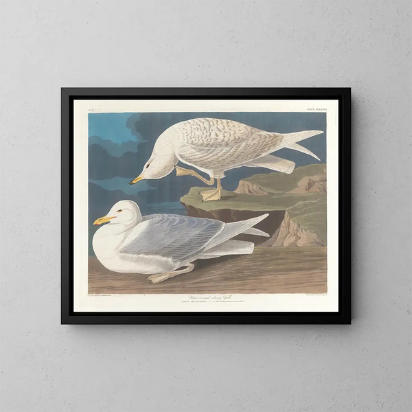 Gabbiano reale con ali bianche - John James Audubon — quadro incorniciato alla parete