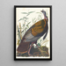Dindon sauvage - John James Audubon — quadro incorniciato alla parete